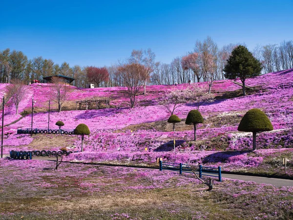 Mossflox Våren Hokkaido — Stockfoto