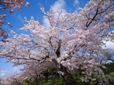 Matsumae Hokkaido 'da kiraz çiçekleri