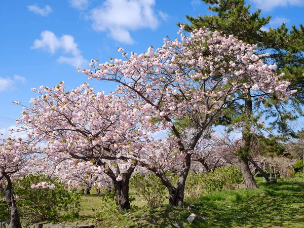 Άνθη Κερασιάς Στο Ματσουμάε Χοκάιντο — Φωτογραφία Αρχείου