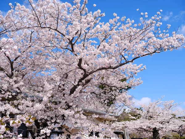 Цветение Вишни Мацумаэ Хоккайдо — стоковое фото