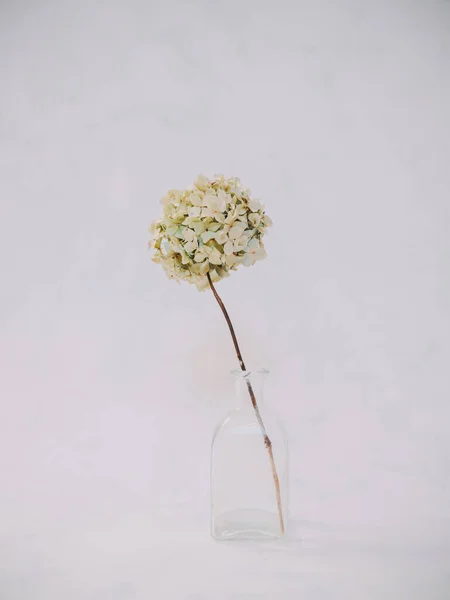 Gedroogde Witte Hortensia Bloemen Tafel — Stockfoto