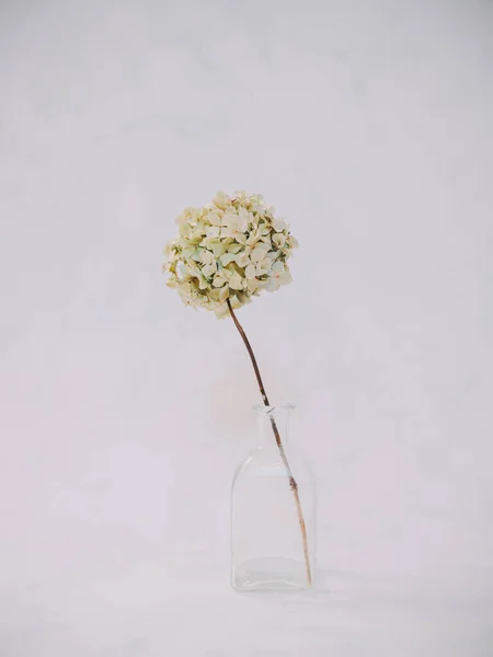 Hortensias Blancas Secas Flores Mesa — Foto de Stock