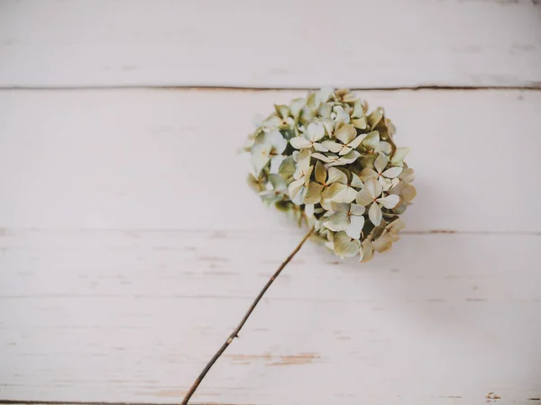 Hortensias Blancas Secas Flores Mesa — Foto de Stock