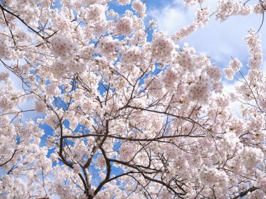 Matsumae Hokkaido 'da kiraz çiçekleri