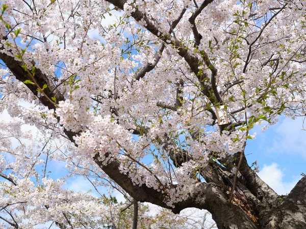 Třešňové Květy Matsumae Hokkaido — Stock fotografie
