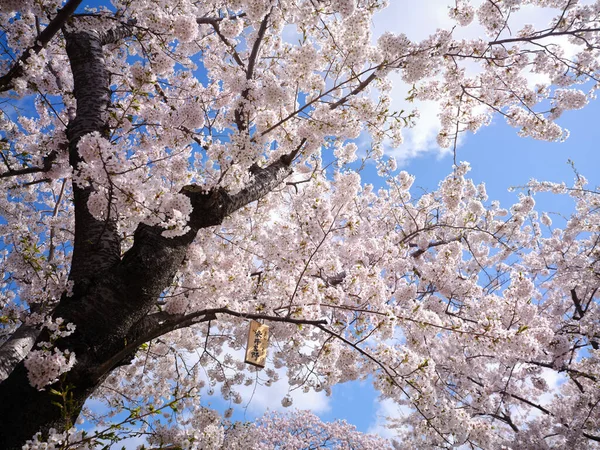 Matsumae Hokkaido Kiraz Çiçekleri — Stok fotoğraf