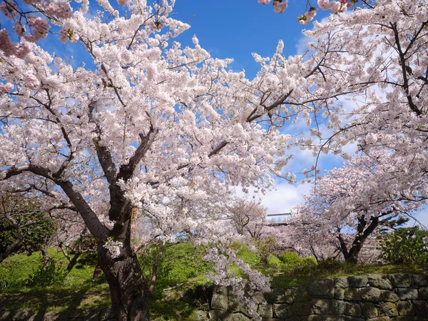 松前北海道の桜 — ストック写真