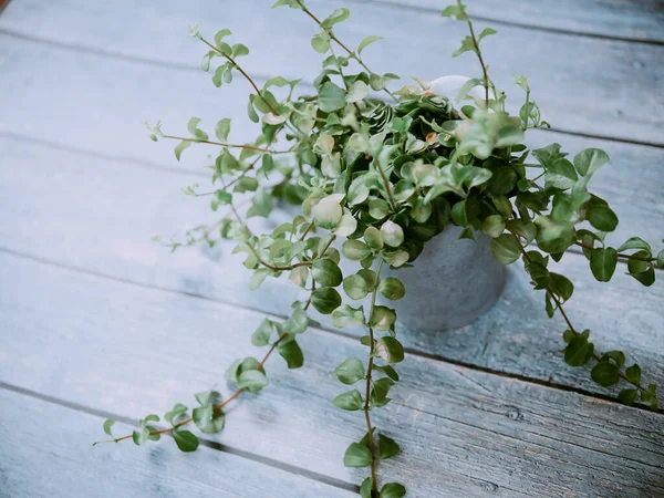Peperomia Grass White Table — Stock Photo, Image