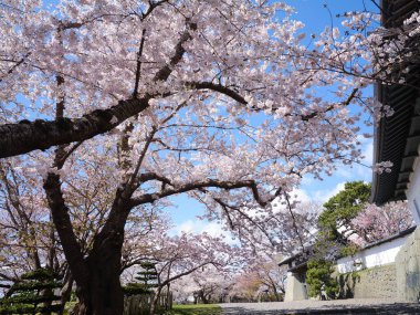 matsumae kalesi ve kiraz çiçekleri