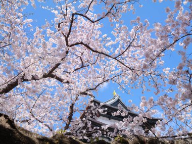 matsumae kalesi ve kiraz çiçekleri