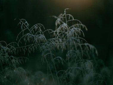 Kış sabahında buzlu çimenler