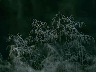 Kış sabahında buzlu çimenler