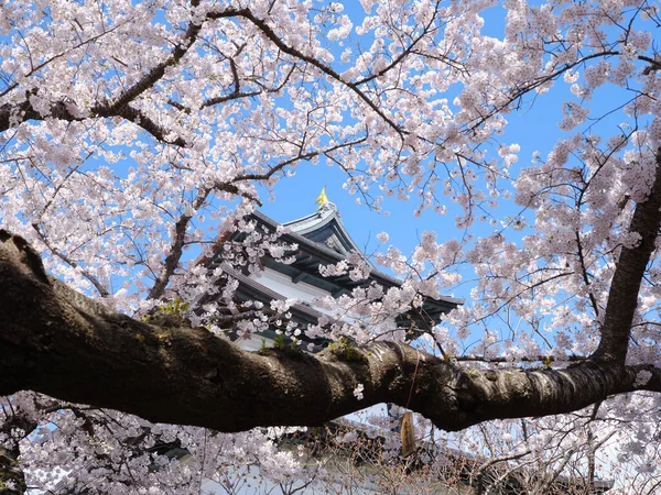 Pałac Matsumae Kwiaty Wiśni — Zdjęcie stockowe
