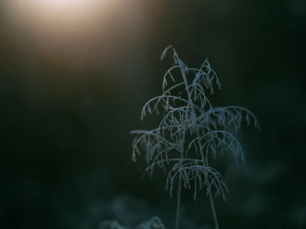 Mróz Zimowy Poranek — Zdjęcie stockowe