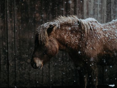 Dosanko atı kış ahırında