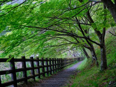 kumano kodo in wakayama japan