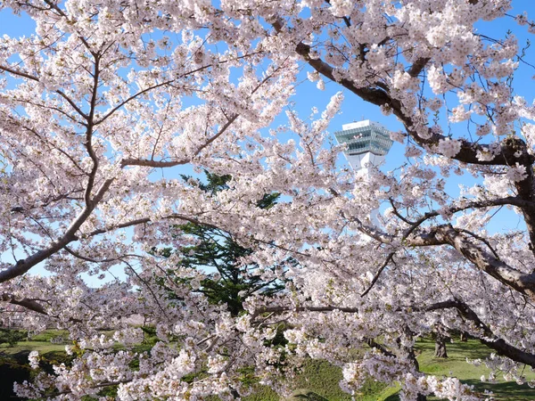 五稜郭タワーと桜 — ストック写真