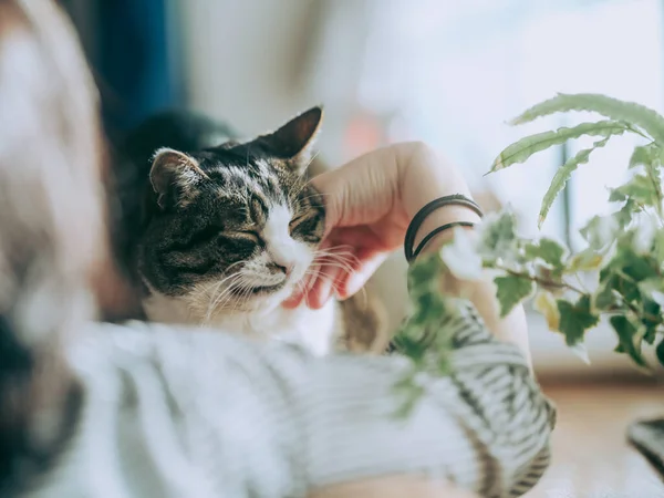 Owner Touching Cat Window — Stockfoto