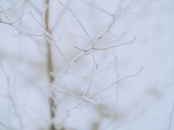 Frozen Tree Winter Morning — Φωτογραφία Αρχείου