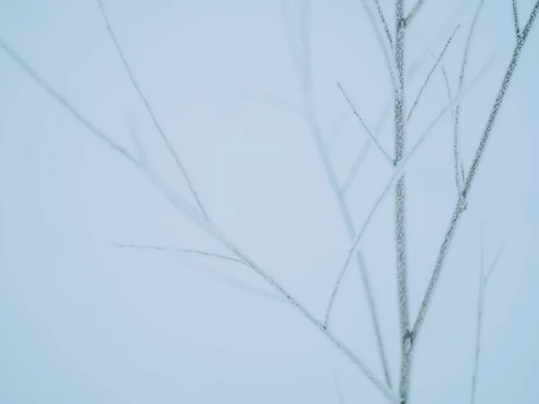 Fryst Träd Vintern Morgon — Stockfoto