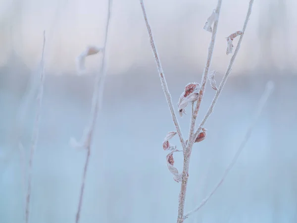 冬日清晨冰冻的树 — 图库照片