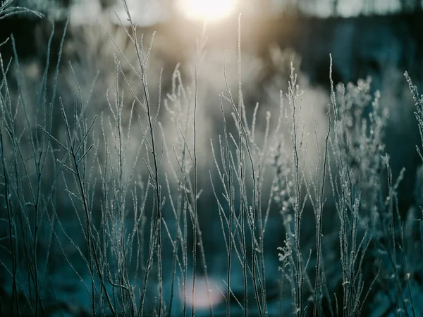 Παγωμένο Γρασίδι Πρωί Του Χειμώνα — Φωτογραφία Αρχείου