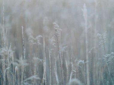 Kış sabahında buzlu çimenler