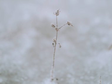Kış sabahında buzlu çimenler