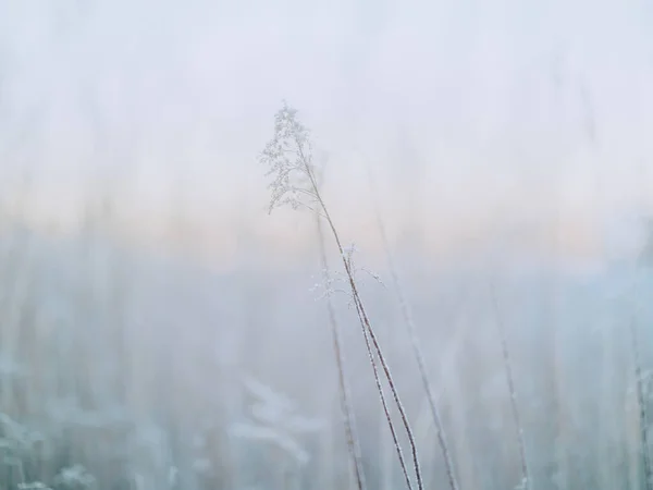 Ледяная Трава Зимой Утром — стоковое фото