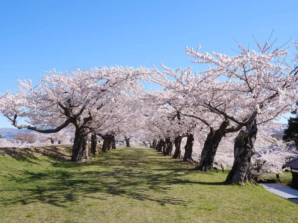 Kwitną Kwiaty Wiśni Japonii — Zdjęcie stockowe