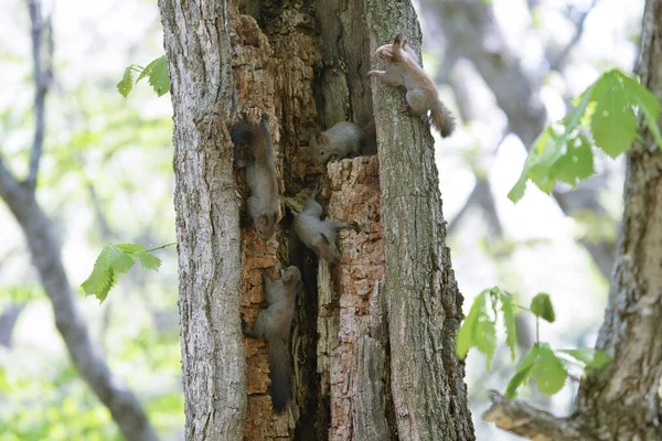 Squirrel Brothers Tree — Stock Photo, Image