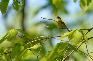 Siyah yüzlü Bunting dalda