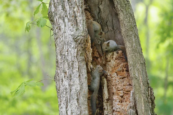 Squirrel Brothers Tree — Stock Photo, Image