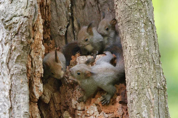 Hermanos Ardilla Árbol — Foto de Stock