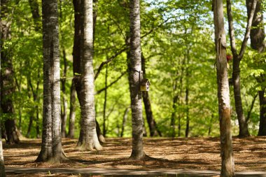 Hokkaido 'daki ferahlatıcı park ormanı