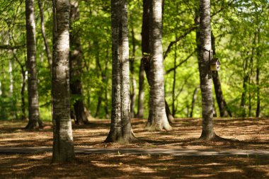 Hokkaido 'daki ferahlatıcı park ormanı