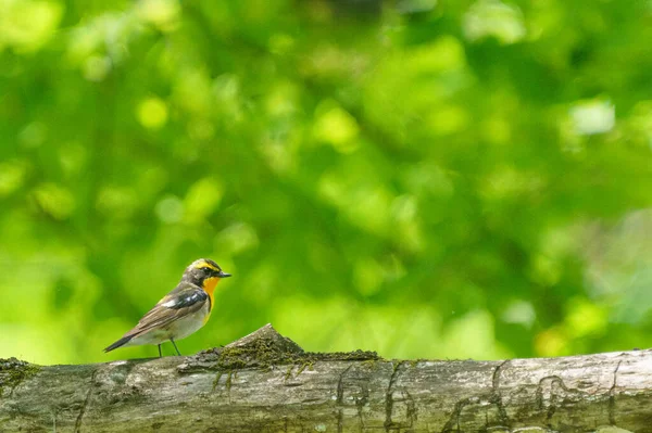 Narcissus Flycatcher Floresta Verão — Fotografia de Stock