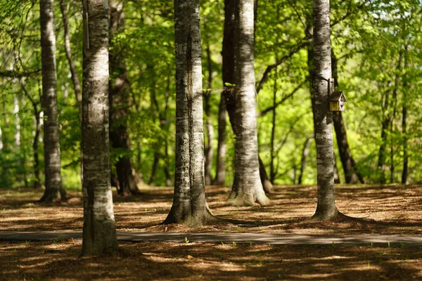 Hokkaido 'daki ferahlatıcı park ormanı