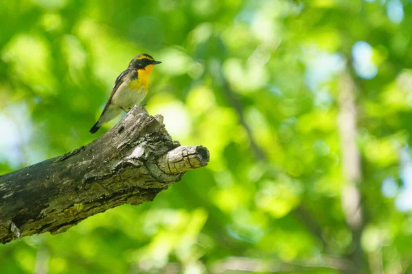 Narcissus Flugsnappare Sommarskog — Stockfoto