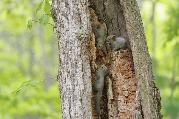 Squirrel Brothers Tree — Stock Photo, Image