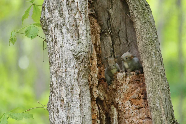 Bracia Wiewiórki Drzewie — Zdjęcie stockowe