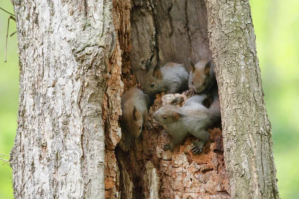 Hermanos Ardilla Árbol — Foto de Stock