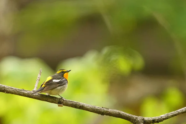 Narcissus Flugsnappare Sommarskog — Stockfoto