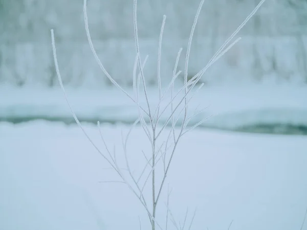 Παγωμένο Δέντρο Κοντά Στο Χειμερινό Ποτάμι — Φωτογραφία Αρχείου
