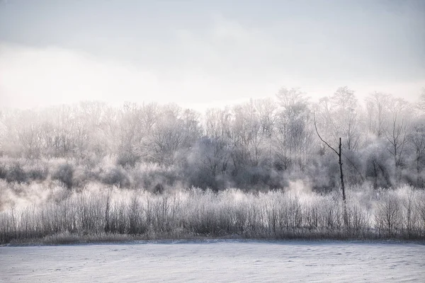 霜に覆われたティーと冷たい霧 — ストック写真