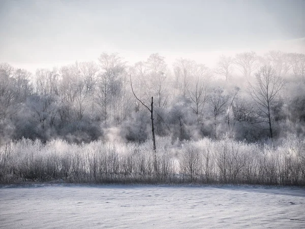 Met Vorst Bedekte Tee Koude Mist — Stockfoto