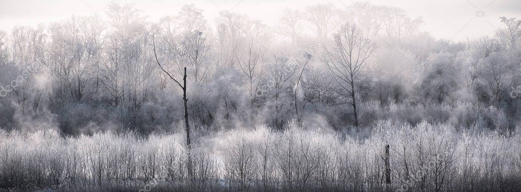 frost covered tee and cold fog