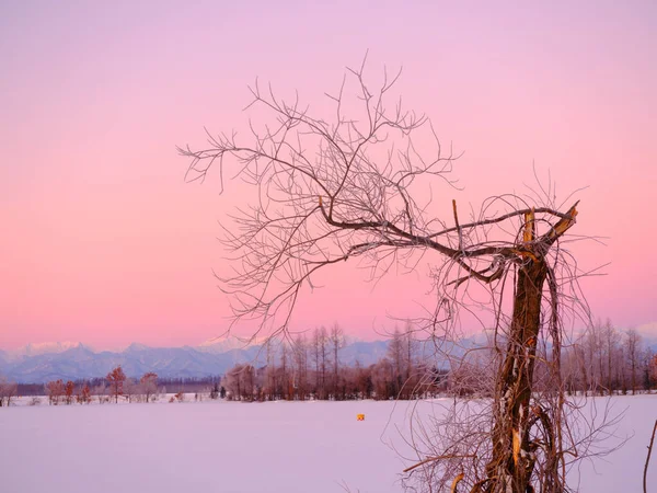 Árvore Morta Manhã Inverno — Fotografia de Stock