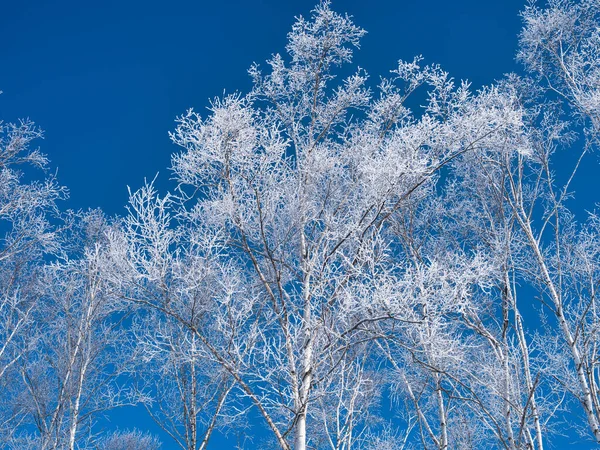 Abedul Blanco Congelado Cielo Azul —  Fotos de Stock