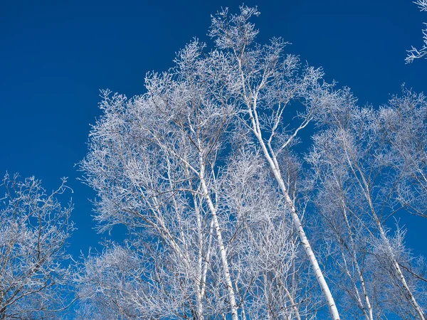 Gefrorene Weiße Birke Und Blauer Himmel — Stockfoto